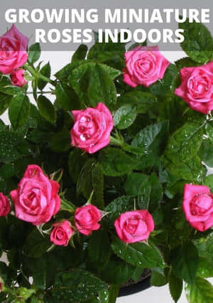 Beautiful Collection Of Colorful Miniature Roses Wallpaper