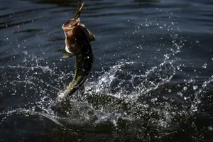 Beautiful Collection Of Fishing Baits On Display Wallpaper