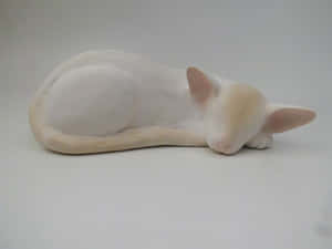 Beautiful Colorpoint Shorthair Cat Lounging Wallpaper