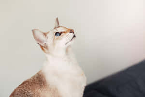 Beautiful Colorpoint Shorthair Cat Sitting Gracefully On A Surface Wallpaper