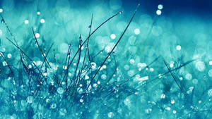 Beautiful Cool Rain Drops On Grass Wallpaper