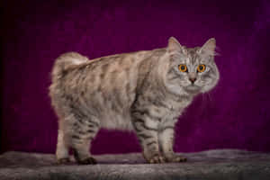 Beautiful Cymric Cat Posing With A Serene Expression Wallpaper