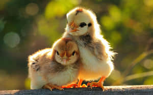 Beautiful Desktop Animal Little Chicks Wallpaper