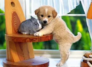 Beautiful Desktop Animal Puppy And A Rabbit Wallpaper