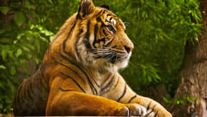 Beautiful Desktop Animal Sumatran Tiger Wallpaper