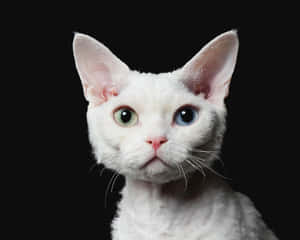 Beautiful Devon Rex Cat Lounging At Home Wallpaper