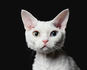 Beautiful Devon Rex Cat Lounging At Home Wallpaper