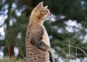 Beautiful Egyptian Mau Relaxing On A Cozy Bed Wallpaper