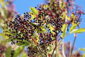 Beautiful Elderberry Harvest Wallpaper