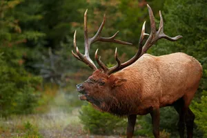 Beautiful Elk Wallpaper