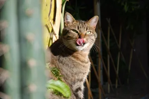 Beautiful European Shorthair Cat Relaxing Outdoors Wallpaper