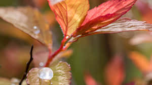 Beautiful Fall Dew On Autumn Leaves Wallpaper