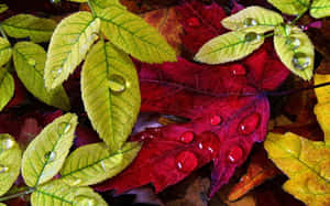 Beautiful Fall Dew On Vibrant Leaves Wallpaper
