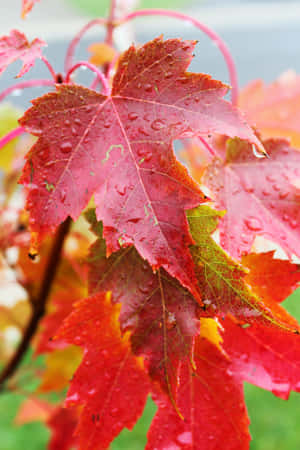 Beautiful Fall Rain Scene Wallpaper