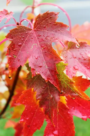 Beautiful Fall Rain Scene Wallpaper