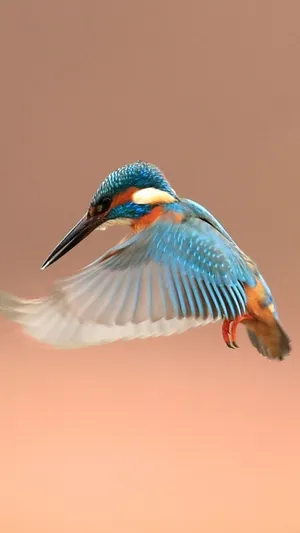Beautiful Feathers Of A Flying Kingfisher Bird Iphone Wallpaper