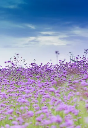Beautiful Field Of Purpletop Vervain Iphone Wallpaper