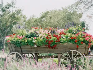 Beautiful Flower Cart With Colorful Blooms Wallpaper