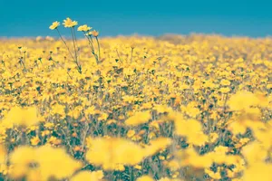 Beautiful Flower Field In Yellow Aesthetic Desktop Wallpaper