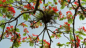 Beautiful Flower Tree In Spring Wallpaper