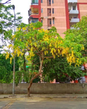 Beautiful Flowering Tree Wallpaper