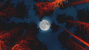 Beautiful Full Moon Above Orange Trees Wallpaper