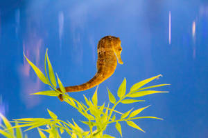 Beautiful Golden Seahorse Wallpaper