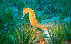 Beautiful Golden Seahorse Wallpaper
