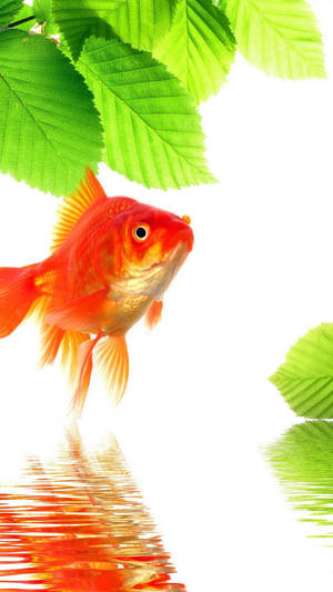 Beautiful Goldfish Wallpaper