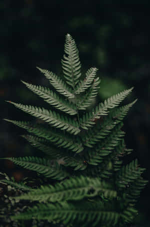 Beautiful Green Fern In Nature Wallpaper