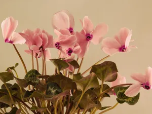 Beautiful Greenery From A Park In The City. Wallpaper