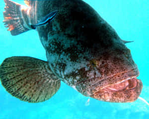 Beautiful Grouper Swimming In Blue Ocean Water Wallpaper