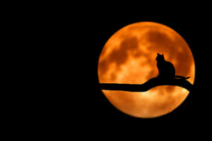 Beautiful Halloween Full Moon Wallpaper