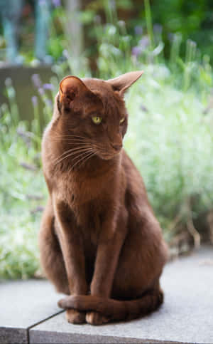 Beautiful Havana Brown Cat Lounging On The Floor Wallpaper