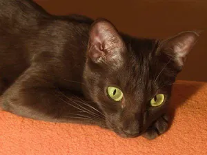 Beautiful Havana Brown Cat Posing For The Camera Wallpaper