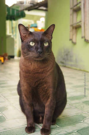 Beautiful Havana Brown Cat Relaxing On A Couch Wallpaper