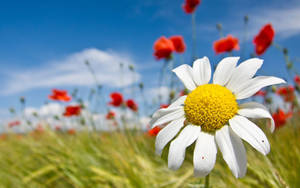 Beautiful Hd Chamomile Flower Wallpaper