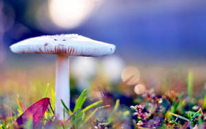 Beautiful Hd White Mushroom Wallpaper