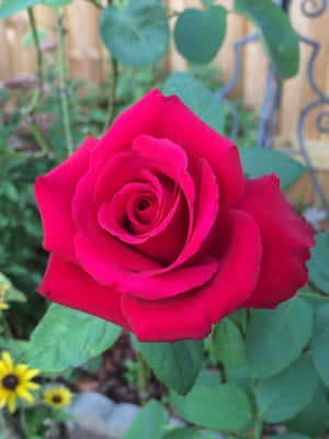 Beautiful Hybrid Tea Roses In Full Bloom Wallpaper