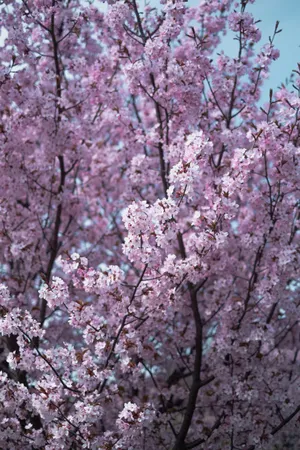 Beautiful Iphone Sakura Wallpaper