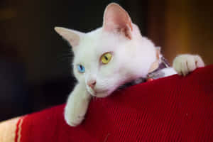 Beautiful Khao Manee Cat Gazing Intently Wallpaper