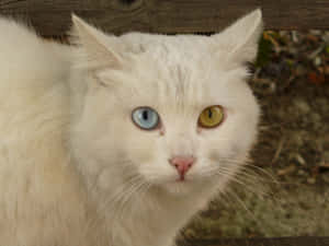 Beautiful Khao Manee Cat With Captivating Blue Eyes Wallpaper