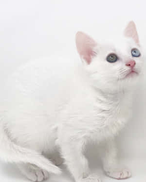 Beautiful Khao Manee Cat With Striking Blue Eyes Wallpaper