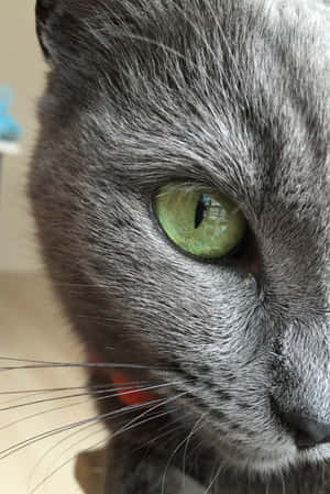 Beautiful Korat Cat Posing For A Portrait Wallpaper