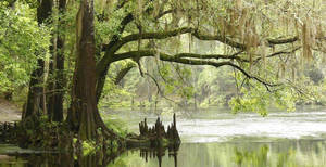 Beautiful Lake Everglades National Park Wallpaper