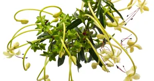 Beautiful Landscape Overlooking The Valley Wallpaper