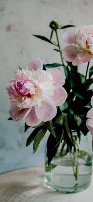 Beautiful Light Pink Peony Iphone Display Wallpaper