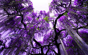 Beautiful Lilac Tree In Full Bloom Wallpaper