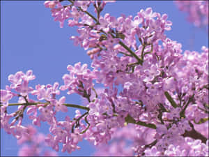 Beautiful Lilac Tree In Full Bloom Wallpaper