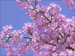 Beautiful Lilac Tree In Full Bloom Wallpaper